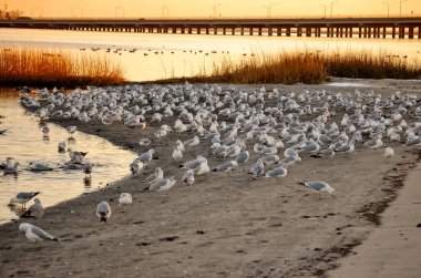 John F. Kennedy Uluslararası Havaalanı 'nın yanında uçan martılar..