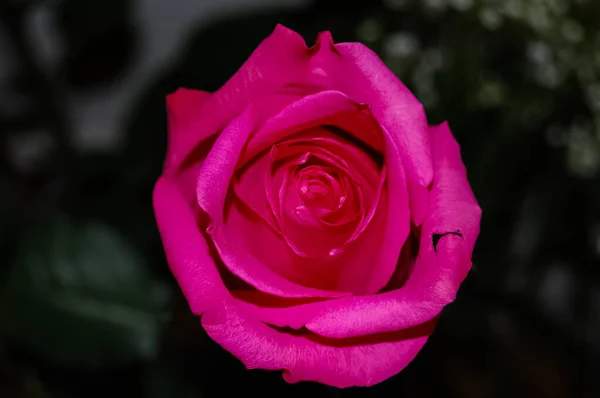 Schöne Rote Rose Blume Aus Nächster Nähe — Stockfoto