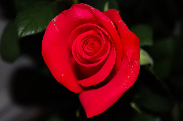 Beautiful red rose flower close up.