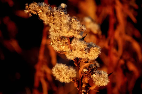 Close Macro Shot Das Flores Plantas Durante Luz Hora Ouro — Fotografia de Stock