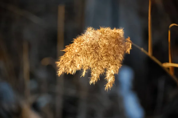 Close Macro Shot Das Flores Plantas Durante Luz Hora Ouro — Fotografia de Stock