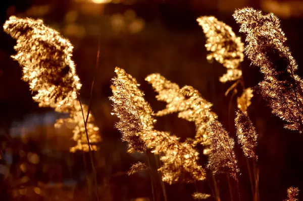 Närbild Makro Skott Blommor Och Växter Den Gyllene Timmen Ljus — Stockfoto