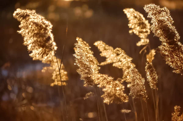 Altın Saat Işığı Altında Çiçeklerin Bitkilerin Makro Çekimini Kapat — Stok fotoğraf