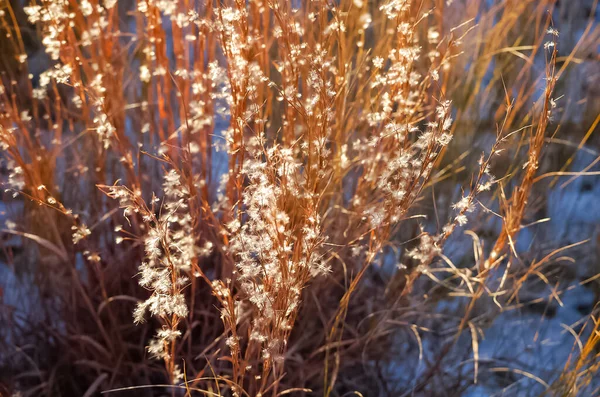 Close Macro Shot Das Flores Plantas Durante Luz Hora Ouro — Fotografia de Stock