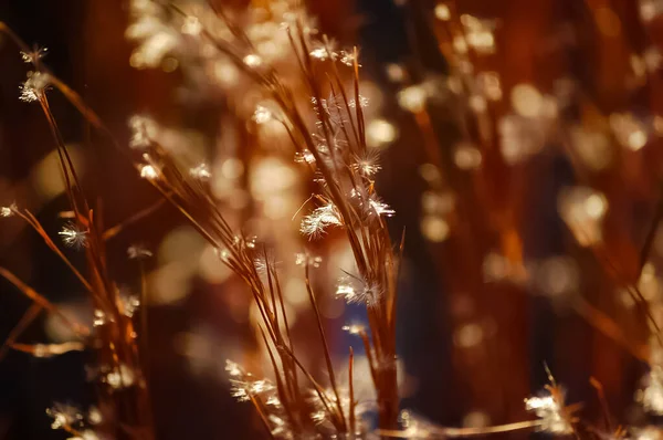 Закрыть Макроснимок Цветов Растений Время Света Золотого Часа — стоковое фото