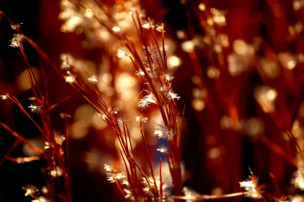 Närbild Makro Skott Blommor Och Växter Den Gyllene Timmen Ljus — Stockfoto