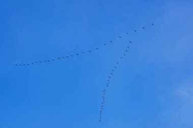 Kanadalı kaz sürüsü düzen içinde uçar.