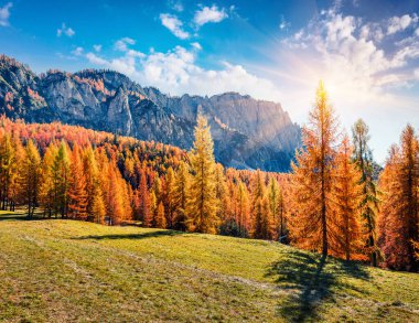 Dolomite Alpleri 'nin muhteşem güneşli manzarası ve sarı karaçam ağaçları. Ponta dei Lastoi dağlarının renkli sonbahar manzarası. Giau pas yeri, İtalya, Avrupa. Doğa konseptinin güzelliği.