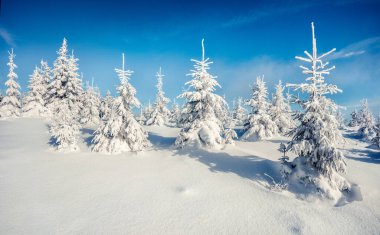 Dağ ormanında güneşli bir sabah manzarası. Karlı ormanda parlak kış manzarası, mutlu yeni yıl kutlaması konsepti. İşlenmiş fotoğraf sonrası sanatsal stil.