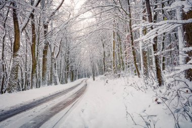 Karlı ormanda boş bir köy yolu. Ağaçların karla kaplı olduğu güzel bir kış manzarası. Seyahat konsepti arka planı.