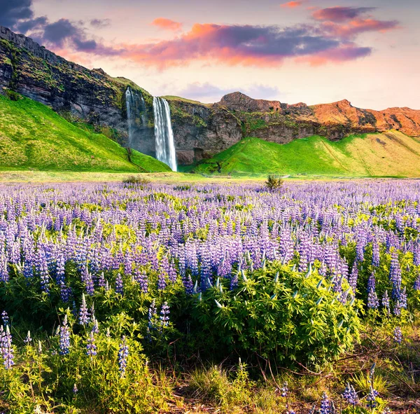 Pintoresca Vista Matutina Cascada Seljalandfoss Río Seljalandsa Colorido Amanecer Verano — Foto de Stock