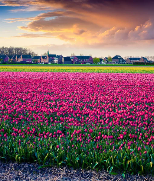 Dramatic Spring Sunset Tulip Farm Creil Town Beautiful Outdoor Scenery — Stock Photo, Image