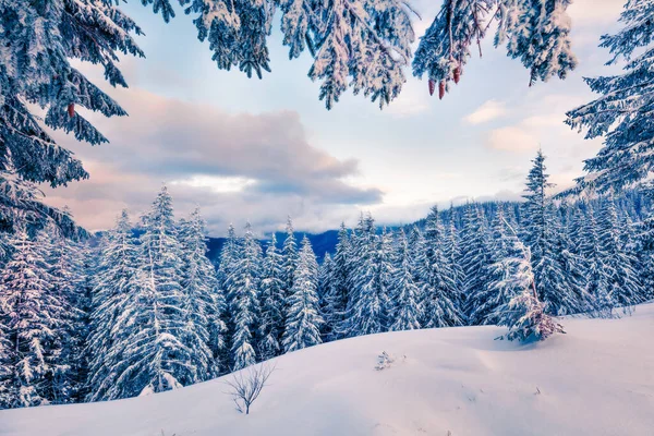 Mrazivý Zimní Východ Slunce Horském Lese Zasněženými Jedlemi Skvělá Venkovní — Stock fotografie