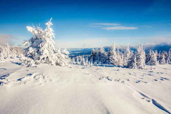 Солнечная Утренняя Сцена Горном Лесу Яркий Зимний Пейзаж Снежном Лесу — стоковое фото