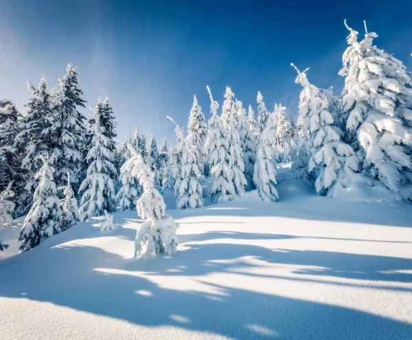 Maravillosa Mañana Invierno Bosque Montaña Con Abetos Cubiertos Nieve Escena — Foto de Stock