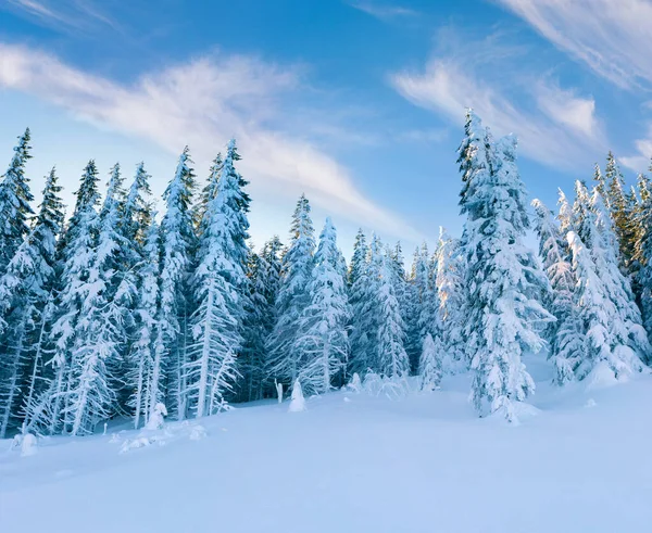 Mañana Invierno Helada Bosque Montaña Con Abetos Cubiertos Nieve Espléndida — Foto de Stock