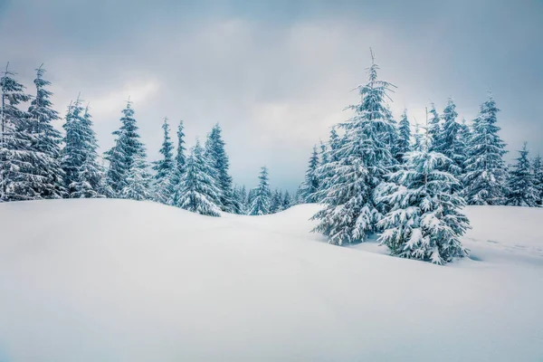 Espléndida Mañana Invierno Bosque Montaña Con Abetos Cubiertos Nieve Dramática — Foto de Stock