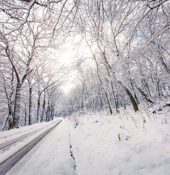 Tomma Landsvägen Den Snöiga Skogen Vacker Vinterscen Med Träd Täckt — Stockfoto