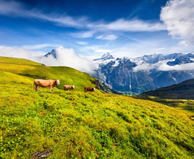 Dağ otlağındaki sığırlar. Bernese Oberland Alpleri 'nin renkli sabah manzarası, Grindelwald köyü. Sabah sisinde Schreckhorn zirvesi. İsviçre, Avrupa. 