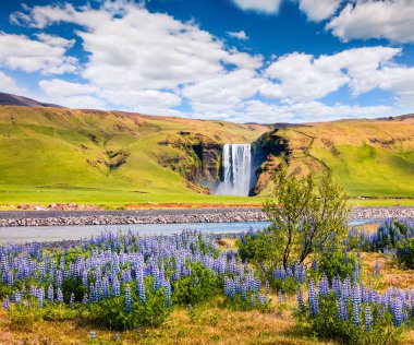 Güney İzlanda, Avrupa 'daki inanılmaz Skogafoss şelalesinin yanında çiçek açan lupin çiçekleri. Kırsal bölgenin renkli yaz manzarası. Doğa konseptinin güzelliği.