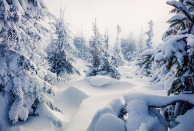 Dağ ormanında aydınlık bir sabah manzarası. Karlı ormanda puslu kış manzarası, Yeni Yıl Kutlamaları konsepti. İşlenmiş fotoğraf sonrası sanatsal stil.