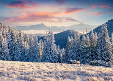 Karpat Dağları 'nda ağaçlar ve çimenler isyanda muhteşem kış gündoğumu. Renkli açık hava sahnesi, mutlu yeni yıl kutlaması konsepti. İşlenmiş fotoğraf sonrası sanatsal stil.