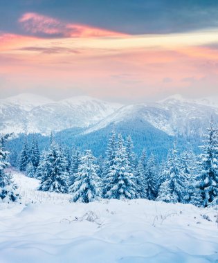Karpat dağlarında, köknar ağaçlarıyla kaplı muhteşem kış günbatımı. Renkli açık hava sahnesi, mutlu yeni yıl kutlaması konsepti. İşlenmiş fotoğraf sonrası sanatsal stil
