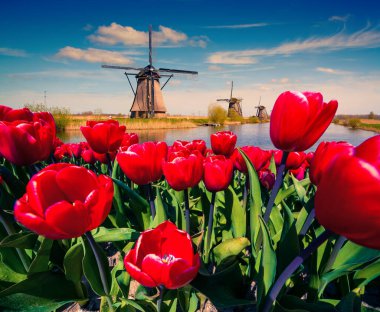 Meşhur Hollanda yel değirmenleri. Hollanda kanallarındaki kırmızı lalelerin içinden bak. Yaratıcı kolaj.