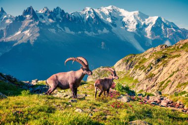 Mont Blanc (Monte Bianco) arka planında Alpine Ibex (Capra Ibex). Güneşli yaz sabahı Vallon de Berard Doğa Koruma Alanı, Chamonix bölgesi, Graian Alpleri, Fransa, Avrupa. 
