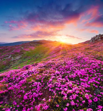 Karpatya dağlarında dramatik yaz gündoğumu. Dağ vadisindeki çiçek açan rhododendron çiçeklerinin harika sabah manzarası. Doğa konseptinin güzelliği.