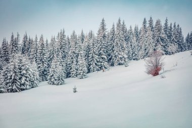 Karla kaplı köknar ağaçlarıyla kaplı dağ ormanlarında soğuk kış sabahı. Retro srtyle Karpat Dağları 'nın açık hava sahnesi. Doğa konseptinin güzelliği.