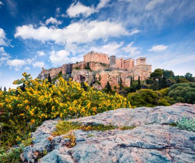 Atinalı Akropolis, Yunanistan ve Avrupa 'daki eski tapınak Parthenon' un harika bahar manzarası. Atina 'da renkli bir sabah sahnesi. Ağaç konsepti geçmişi. İşlenmiş fotoğraf sonrası sanatsal stil