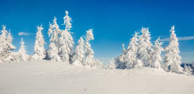 Dağ ormanında güneşli bir sabah manzarası. Karlı ormanda parlak kış manzarası, mutlu yeni yıl kutlaması konsepti. İşlenmiş fotoğraf sonrası sanatsal stil.