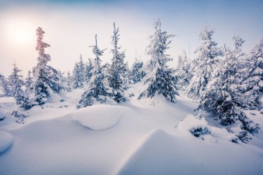 Dağ ormanının parlak sabah manzarası. Karlı ormanda sisli kış gündoğumu, mutlu yeni yıl kutlaması konsepti. İşlenmiş fotoğraf sonrası sanatsal stil.