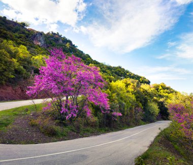 Çiçek açan ağaç Kamena Vourla 'nın bulunduğu dağ geçidinin resimli bahar manzarası. Yunanistan, Avrupa 'nın renkli bahar manzarası. Kırsal kesimde güzel bir sabah manzarası. Seyahat konsepti arka planı.