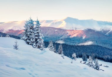Karpat Dağları 'nda kar, köknar ağaçları, Ukrayna ve Avrupa ile kaplı inanılmaz kış gündoğumu. Dağ Vadisi 'nin sabah sahnesi, mutlu yıllar kutlaması konsepti. Orton Efekti.