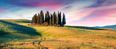 Buğday tarlaları arasında küçük selvi ormanlarıyla renkli bahar gündoğumu. Tuscany, İtalya ve Avrupa 'nın sabah manzarası. Doğa konseptinin güzelliği