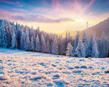 Karpat dağlarında, köknar ağaçlarıyla kaplı parlak bir kış sabahı. Renkli açık hava sahnesi, mutlu yeni yıl kutlaması konsepti. İşlenmiş fotoğraf sonrası sanatsal stil