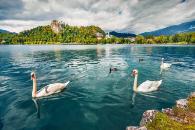 Bled Gölü 'nde beyaz kuğular, Bledsky Gölü. Julian Alps, Slovenya, Avrupa 'nın muhteşem yaz manzarası. Kırsal konseptin güzelliği. Instagram filtre tonu