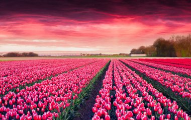 Creil kasabası yakınlarındaki lale çiftliğinde dramatik bir bahar günü. Hollanda, Avrupa 'da güzel bir açık hava manzarası. Kırsal konseptin güzelliği. İşlenmiş fotoğraf sonrası sanatsal stil