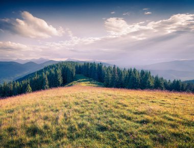 Dağ vadisinde aydınlık bir yaz sabahı. Ukrayna, Avrupa 'daki Karpat Dağları' nda güneşli bir açık hava manzarası. Instagram tonlama filtresiName.