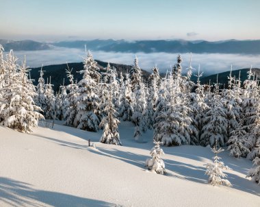 Dağ ormanlarında, köknar ağaçlarıyla kaplı güneşli bir kış sabahı. Karpat Dağları 'nın muhteşem manzarası. Doğa konseptinin güzelliği.