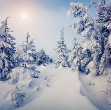 Karpatya dağlarında karla kaplı köknar ağaçları ile sisli kış gündoğumu. Renkli açık hava sahnesi, mutlu yeni yıl kutlaması konsepti. İşlenmiş fotoğraf sonrası sanatsal stil.