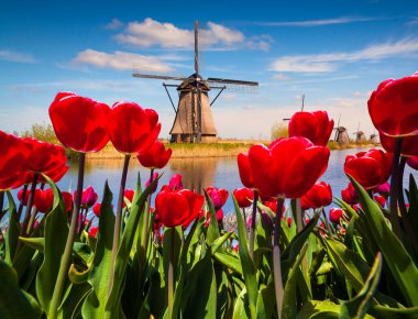 Çiçek açan kırmızı lale çiçekleri arasında ünlü Hollanda yel değirmenleri. Hollanda 'da güneşli bir açık hava sahnesi. Kırsal konseptin güzelliği. Yaratıcı kolaj.