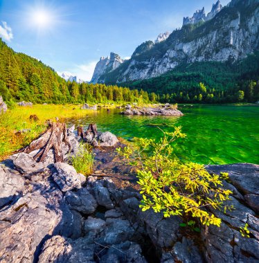 Vorderer Gosausee gölünde güzel bir yaz sabahı. Avusturya Alpleri 'ndeki renkli açık hava sahnesi, Yukarı Avusturya' daki Gosau Vadisi 'ndeki Salzkammergut tatil beldesi,.