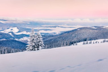 Karla kaplı köknar ağaçlarıyla dağda sisli kış gündoğumu. Renkli açık hava sahnesi, mutlu yeni yıl kutlaması konsepti. Sanatsal stil, işlenmiş fotoğraf. Orton Efekti