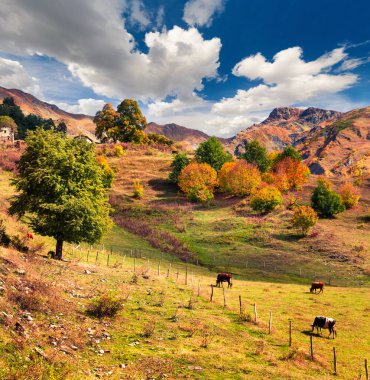 Dağ otlağındaki sığırlar. Mazeri Köyü yakınlarında güneşli bir sonbahar günü. Kafkasya dağlarında, Yukarı Svaneti 'de, Gürcistan' da, Avrupa 'da güzel bir açık hava manzarası. İşlenmiş fotoğraf sonrası sanatsal stil.