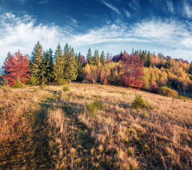 Dağ ormanlarının güneşli sonbahar manzarası. Muhteşem sabah manzaralı Capathian dağları, Ukrayna, Avrupa. Doğa konseptinin güzelliği. İşlenmiş fotoğraf sonrası sanatsal stil