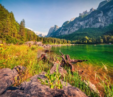 Güneşli bir yaz sabahı Gosau Gölü 'nde (Vorderer Gosausee) Hoher Dachstein ve Gosau Buzulu manzaralı. Yukarı Avusturya Alpleri, Salzkammergut Bölgesi, Avusturya ve Avrupa 'da renkli açık hava sahneleri. 