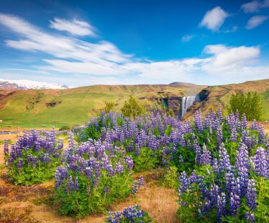 Güney İzlanda, Avrupa 'daki görkemli Skogafoss şelalesinin yanında çiçek açan lupin çiçekleri. Kırsaldaki renkli yaz manzarası. İşlenmiş fotoğraf sonrası sanatsal stil.